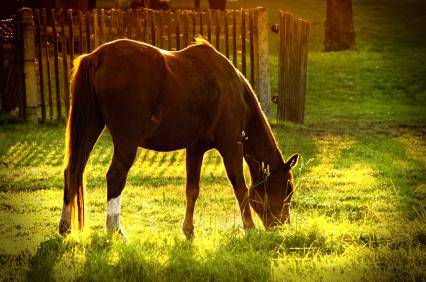 Equine Nutrition With No Grain